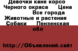 Девочки кане корсо. Черного окраса.  › Цена ­ 65 000 - Все города Животные и растения » Собаки   . Пензенская обл.